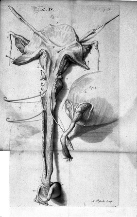 Anthropologia nova, or, a new system of anatomy. Describing the animal oeconomy, and a short rationale of many distempers incident to human bodies : in which are inserted divers anatomical discoveries, and medicinal observations, with the history of the parts illustrated with above fourscore figures, drawn after the life and to every chapter a syllabus of the parts describ'd, for the instruction of young anatomists / by James Drake ... [Appendix].