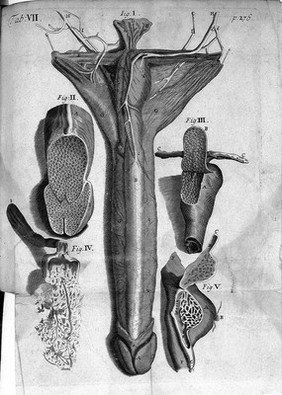 Anthropologia nova, or, a new system of anatomy. Describing the animal oeconomy, and a short rationale of many distempers incident to human bodies : in which are inserted divers anatomical discoveries, and medicinal observations, with the history of the parts illustrated with above fourscore figures, drawn after the life and to every chapter a syllabus of the parts describ'd, for the instruction of young anatomists / by James Drake ... [Appendix].