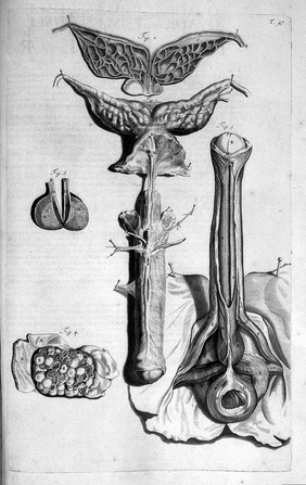 Anatomia humani corporis, 105 tabulis / per ... G. de Lairesse ... delineatis, demonstrata.