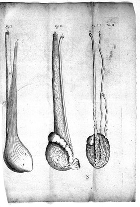 R. de Graaf Med: Doct: De virorum organis generationi inservientibus, de clysteribus et de usu siphonis in anatomia / [Reinier de Graaf].