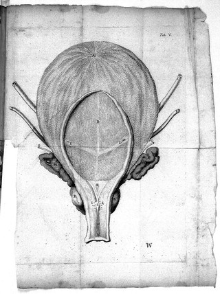R. de Graaf Med: Doct: De virorum organis generationi inservientibus, de clysteribus et de usu siphonis in anatomia / [Reinier de Graaf].