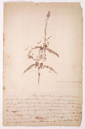 Autograph letter concerning the discovery of plesiosaurus, from Mary Anning; sketch of plesiosaurus.