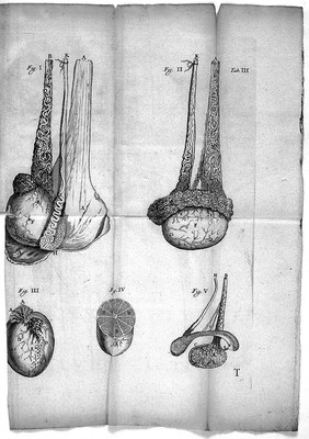 R. de Graaf Med: Doct: De virorum organis generationi inservientibus, de clysteribus et de usu siphonis in anatomia / [Reinier de Graaf].