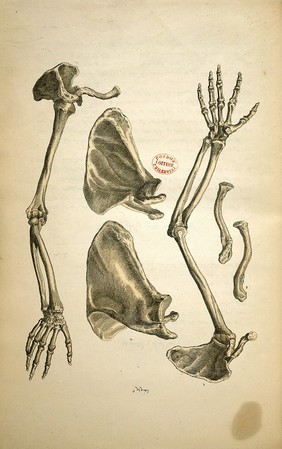 An atlas of anatomical plates of the human body ... / by Frederic John Mouat.