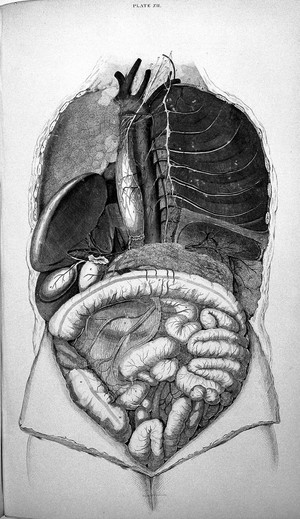 view J. Lizars, A system of anatomical plates