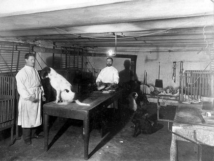 A basement (possibly the pre-operative room in the Physiology Department), Imperial Institute of Experimental Medicine, St Petersburg, with dogs, cages, and two animal-keepers. Photograph, 1904.