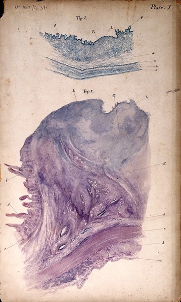 Watercolour by Lady Mary Bruce OBE.