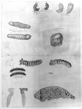 The guinea worm and insects of central America. Pencil drawing by Thomas Malie, c. 1730.