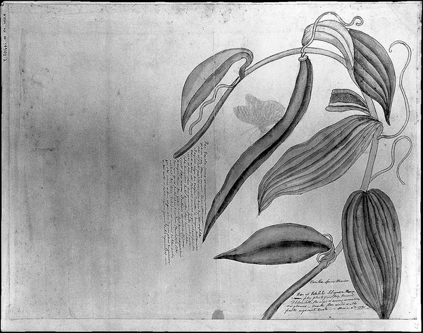 Leaves and fruit of a kind of Mexican vanilla. Drawing by Thomas Malie, 1730.