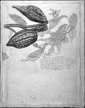 view Fruit of the cacao tree and a Guatemalan almond tree. Drawing by Thomas Malie, 1730.