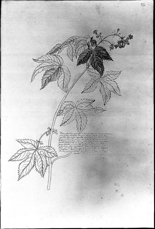 An American castor-bean plant (Ricinus americanus). Drawing by Thomas Malie, ca. 1730.