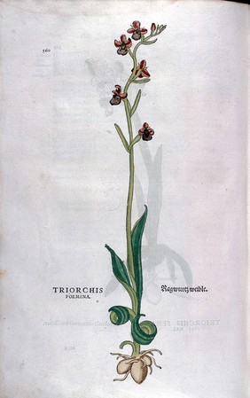 L. Fuchs, De historia stirpium commentarii