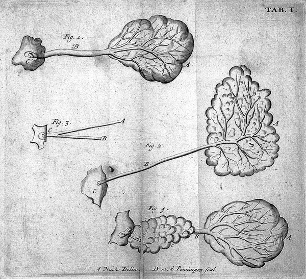 De ductu salivali novo, saliva, ductibus oculorum aquosis, et humore oculi aqueo / [Anton Nuck].