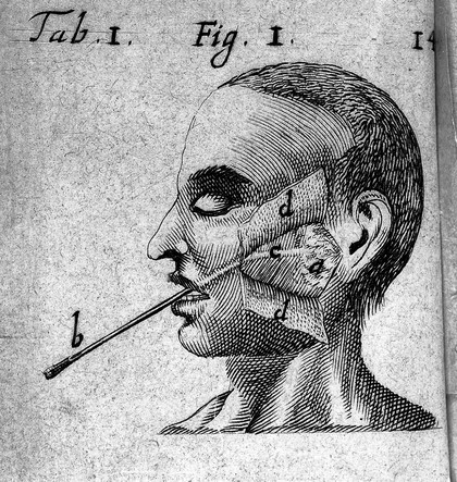 Miscellanea anatomica hominis, brutorumque variorum fabricam diversam magna parte exhibentia / [Gerardus Leonardus Blasius].