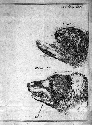 Sialographia et ductuum aquosorum anatome nova, priori auctior & emendatior. Accedit defensio ductuum aquosorum, nec non fons salivalis novus. Hactenus non descriptus ... / [Anton Nuck].