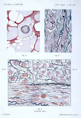 Ernst Haeckel, The evolution of man; embryos