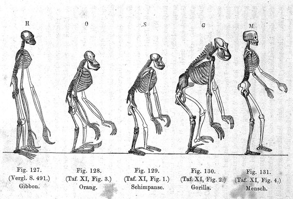 Anthropogenie, oder, Entwickelungsgeschichte des Menschen ... Keimes- und Stammes-geschichte ... / [Ernst Haeckel].