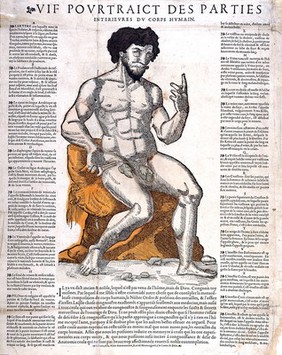 Anatomical fugitive sheet, male, 1560?