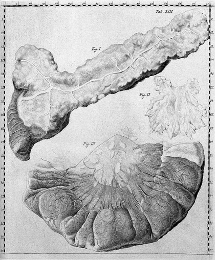 Septemdecim tabulae quas nunc primum edit atque explicat iisque alias addit De structura mammarum et De tunica testis vaginali Michael Girardi / [Giovanni Domenico Santorini].
