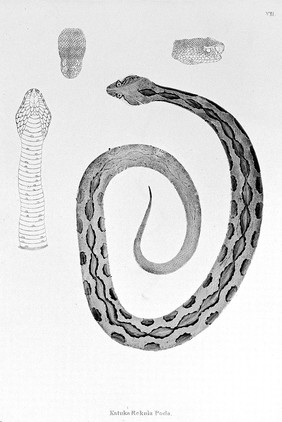 An account of Indian serpents, collected on the coast of Coromandel; containing descriptions and drawings of each species; together with experiments and remarks on their several poisons / By Patrick Russell. Presented to the Hon. Court of Directors of the East India Company, and published by their order, under the superintendence of the author.