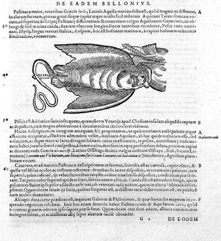 C. Gesner, Medici tigurini historiae animalium