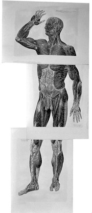 Anatomia universa XLIV tabulis aeneis juxta archetypum hominis adulti ... repraesentata / Dehinc ab excessu auctoris cura ac studio Eq. Andreae Vaccà Berlinghieri, Jacobi Barzellotti et Joannis Rosini ... absoluta atque edita.