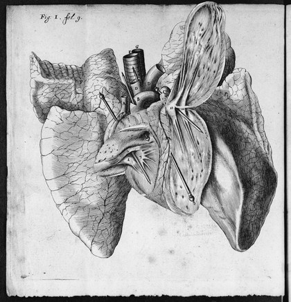 Renatus Des Cartes De homine / figuris et Latinitate donatus a Florentio Schuyl.