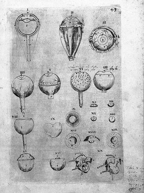 De corporis humani structura et usu libri III. Tabulis methodice explicati, iconibus accurate illustrati / [Felix Platter].