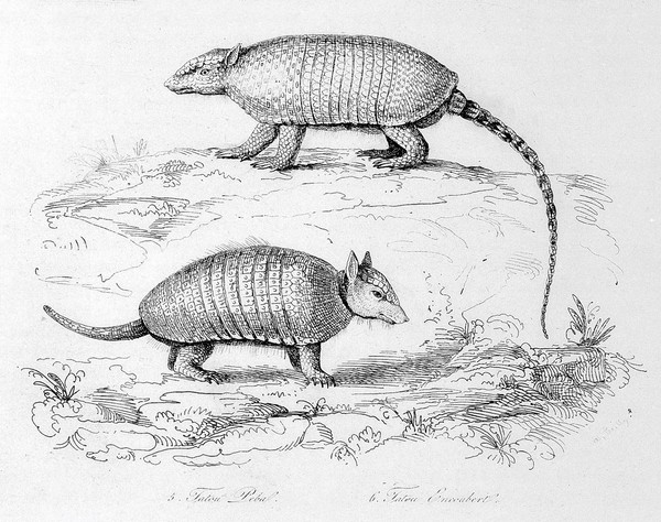 Voyage pittoresque dans les deux Amériques. Résumé général de tous les voyages de Colomb, Las-Casas, Oviedo ... Humboldt ... Franklin ... etc / par les rédacteurs du Voyage pittoresque autour du monde; publié sous la direction de M. Alcide d'Orbigny ... Accompagné de cartes et de nombreuses gravures ... d'après les dessins de MM. de Sainson ... et Jules Boilly.