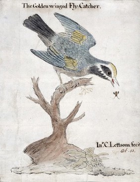 A golden-winged flycatcher (bird) catching an insect. Watercolour by J.C. Lettsom, 1757.