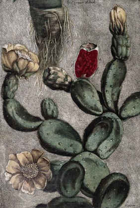 Collection des plantes usuelles, curieuses, et etŕangères, selon les systèmes de Mrs. Tournefort et Linnaeus. Tirées du Jardin du Roi, & de celui de MM. les Apothicaires de Paris, gravées & imprimées en couleur, & de leur forme naturelle, avec leurs fleurs, leurs fruits, leurs graines & leurs racines d'usages / par M. Gautier Dagoty].