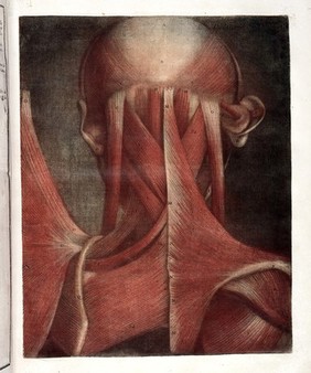 Myologie complette en couleur et grandeur naturelle, composée de l'Essai et de la Suite de l'Essai d'anatomie, en tableux imprimés [d'après les parties disséquées et préparées / par M. Duverney.