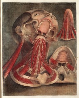 Myologie complette en couleur et grandeur naturelle, composée de l'Essai et de la Suite de l'Essai d'anatomie, en tableux imprimés [d'après les parties disséquées et préparées / par M. Duverney.