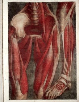 Myologie complette en couleur et grandeur naturelle, composée de l'Essai et de la Suite de l'Essai d'anatomie, en tableux imprimés [d'après les parties disséquées et préparées / par M. Duverney.