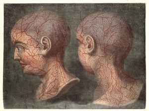 view GAUTIER D'AGOTY; Anatomie de la tete