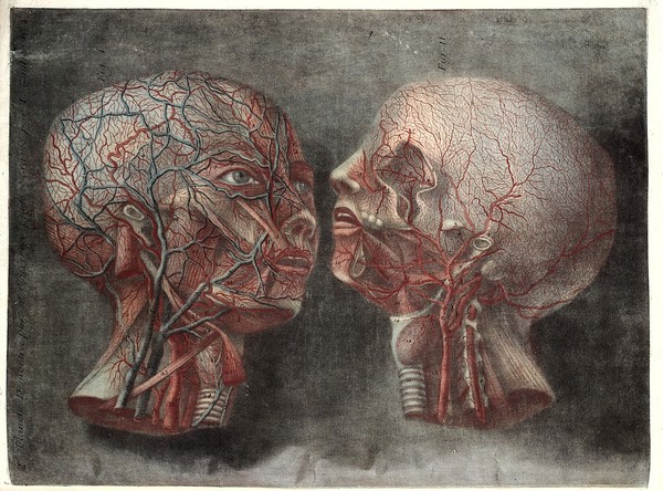 Anatomie de la tête, en tableaux imprimés, qui representent au naturel le cerveau sous différentes coupes, la distribution des vaisseaux ... les organes des sens, et une partie de la névrologie, d'après les pièces disséquées et préparées / par Duverney.