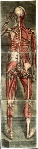 Anatomie generale des visceres en situation, de grandeur et couleur naturelle, avec l'angeologie, et la nevrologie de chaque partie ... La perte de M. Duverney ... est reparée par M. Mertrud, qui ... continuera les dissections ... On trouve ci-après les explications que M. Metrud a faites / [Jacques Gautier D'Agoty].
