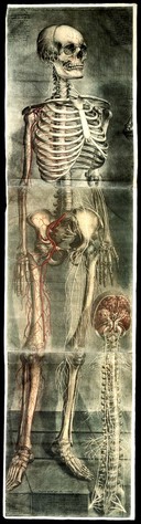 Anatomie generale des visceres en situation, de grandeur et couleur naturelle, avec l'angeologie, et la nevrologie de chaque partie ... La perte de M. Duverney ... est reparée par M. Mertrud, qui ... continuera les dissections ... On trouve ci-après les explications que M. Metrud a faites / [Jacques Gautier D'Agoty].