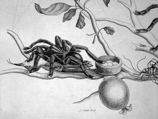 Dissertatio de generatione et metamorphosibus insectorum Surinamensium: in qua, praeter vermes et erucas Surinamenses, earumque ... metamorphosin, plantae, flores et fructus, quibus vescuntur, et in quibus fuerunt inventae, exhibentur. His adjunguntur bufones, lacerti, serpentes, araneae, aliaque ... istius regionis animalcula ... Accedit appendix transformationum piscium in ranas, et ranarum in pisces. Dissertation sur la génération et les transformations des insectes de Surinam. Dans laquelle on traite des vers et des chenilles de Surinam, des plantes, fleurs, & fruits dont ils vivent & dans lesquels on les a trouvez. On y parle aussi des crapaux, lezards, serpens, aragnées & autres petits animaux du même païs, peints sur les lieux d'après nature, & depuis gravez avec beaucoup de soin.On y a joint un traité des changemens des poissons en grenouilles & des grenouilles en poissons / [Maria Sibylla Merian].