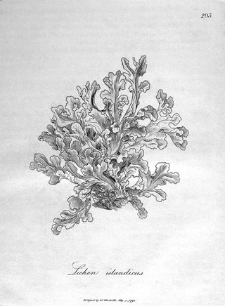 Medical botany, containing systematic and general descriptions, with plates of all the medicinal plants, indigenous and exotic, comprehended on the catalogues of the materia medica ... with ... their medicinal effects ... / [William Woodville].
