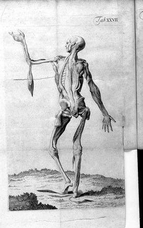 Anthropologia nova, or, a new system of anatomy. Describing the animal oeconomy, and a short rationale of many distempers incident to human bodies : in which are inserted divers anatomical discoveries, and medicinal observations, with the history of the parts illustrated with above fourscore figures, drawn after the life and to every chapter a syllabus of the parts describ'd, for the instruction of young anatomists / by James Drake ... [Appendix].