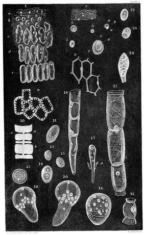 M0010607: Plate and translated text from a work on cell structure