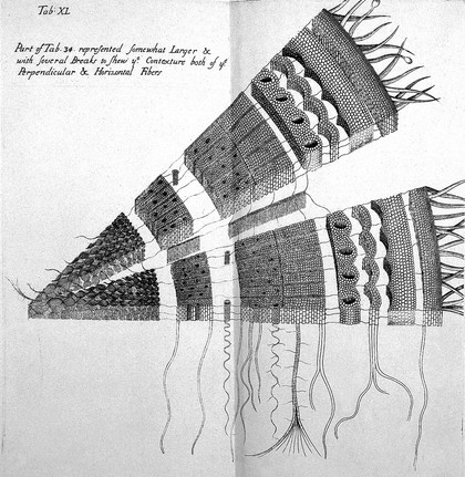 The anatomy of plants / With an idea of a philosophical history of plants. And several other lectures. Read before the Royal Society.