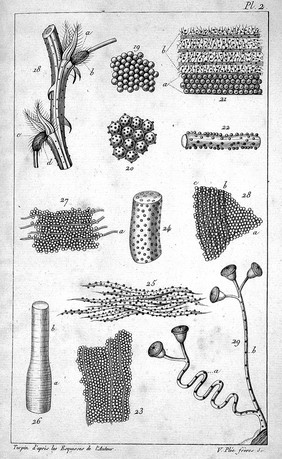 Recherches anatomiques et physiologiques sur la structure intime des animaux et des végétaux, et sur leur motilité / [Henri Dutrochet].