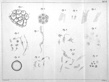 Mikroskopische Untersuchungen über die Uebereinstimmung in der Struktur und dem Wachsthum der Thiere und Pflanzen / Von Th. Schwann. Mit vier Kupfertafeln.