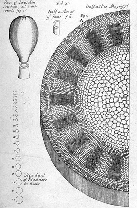 The anatomy of plants / With an idea of a philosophical history of plants. And several other lectures. Read before the Royal Society.