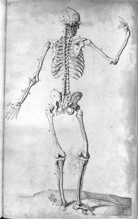 Compendium anatomicum, or A compendious treatise of anatomy adapted to the arts of painting and sculpture: in which the external muscles of the human body are represented as they appear when cleared of the skin, the membrana adiposa, and the veins and arteries that lie on their surface.