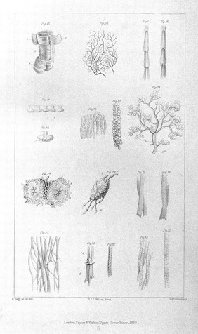 Elements of anatomy / by Jones Quain.