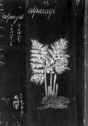 Japanese Manuscript: Herbal 1620.