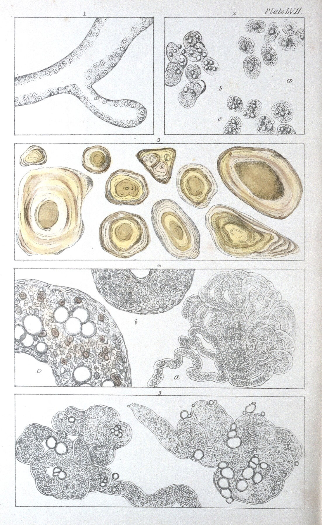 Anatomical Charts & Posters Biology Diagrams